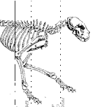 squelette de chat